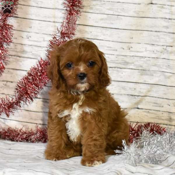 Glitter, Cavapoo Puppy